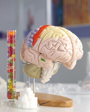 Gehirnmodell und Gummibärchen im Reagenzglas daneben zeigen den hohen Energiebedarf des Gehirns