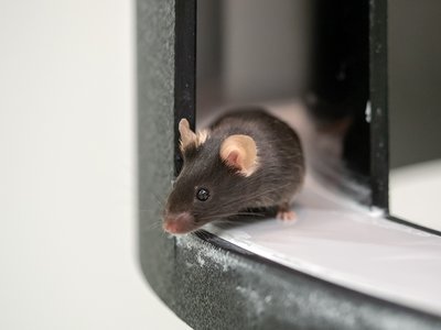Maus, die sich gerade aus der sicheren Deckung traut