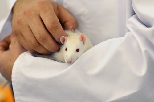 Forschende Person hält Ratte auf dem Arm