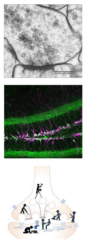 Mikroskopiebilder einer Synapse