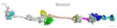 aufgewickeltes Bassoon-Molekül