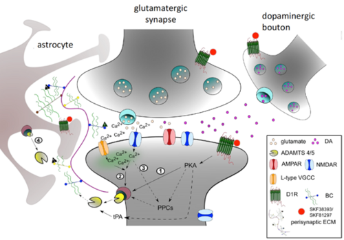 How do active synapses restructure their surrounding ECM? At distinct receptors dopamine acts as co-trigger to activate and release extracellular proteases ADAMTS4/5. (Mitlöhner et al., 2020)