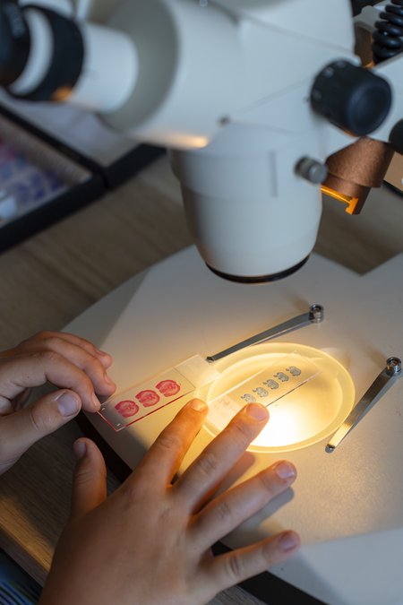 Children’s hands place stained brain sections under a microscope to reveal the brain’s structures.