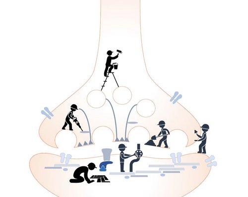 Grafik einer Synapse, die von kleinen Bauarbeiter-Männchen renoviert, gefliest und gestrichen wird